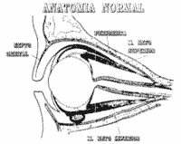 Celulites orbital e pré-septal - Distúrbios oftalmológicos - Manuais MSD  edição para profissionais